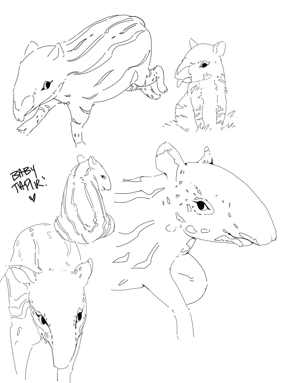 tapir sketches